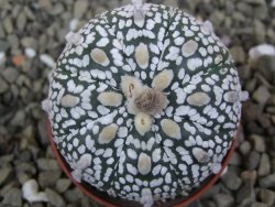 Astrophytum Super Kabuto X red flower oibo akabana, pot 5,5 cm - 12400032