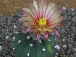 Astrophytum asterias X red flower oibo akabana, pot 5,5 cm - 12400033