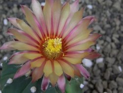 Astrophytum asterias X red flower oibo akabana, pot 5,5 cm