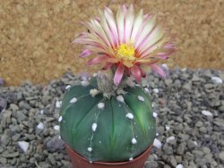 Astrophytum asterias X red flower oibo akabana, pot 5,5 cm - 12400035