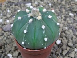 Astrophytum asterias X red flower oibo akabana, pot 5,5 cm - 12400036