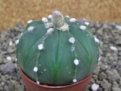 Astrophytum asterias X red flower oibo akabana, pot 5,5 cm - 12400037