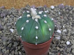 Astrophytum asterias X red flower oibo akabana, pot 5,5 cm - 12400038