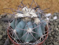 Echinocactus horizonthalonius, pot 7 cm