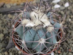 Echinocactus horizonthalonius, pot 7 cm - 12400045