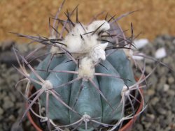 Echinocactus horizonthalonius, pot 7 cm - 12400046