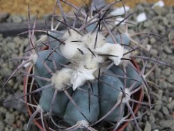 Echinocactus horizonthalonius, pot 7 cm - 12400048