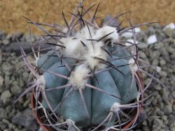 Echinocactus horizonthalonius, pot 7 cm - 12400049