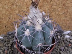 Echinocactus horizonthalonius, pot 7 cm - 12400050