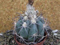 Echinocactus horizonthalonius, pot 7 cm - 12400051