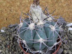 Echinocactus horizonthalonius, pot 7 cm