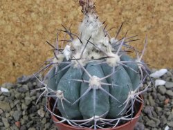 Echinocactus horizonthalonius, pot 7 cm - 12400053