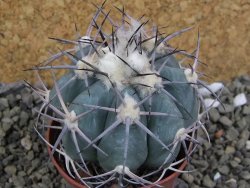 Echinocactus horizonthalonius, pot 7 cm - 12400054