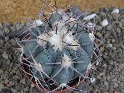 Echinocactus horizonthalonius, pot 7 cm - 12400055