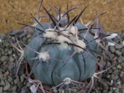 Echinocactus horizonthalonius, pot 7 cm