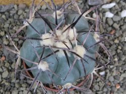 Echinocactus horizonthalonius, pot 7 cm - 12400057