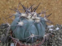 Echinocactus horizonthalonius, pot 7 cm - 12400058