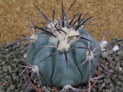 Echinocactus horizonthalonius, pot 7 cm - 12400059