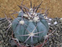 Echinocactus horizonthalonius, pot 7 cm - 12400060