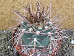 Gymnocalycium armatum, pot 10,5 cm - 12400061