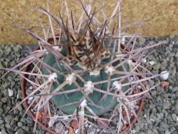 Gymnocalycium armatum, pot 10,5 cm - 12400062