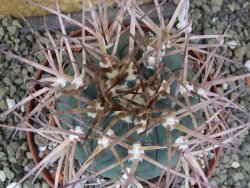 Gymnocalycium armatum, pot 10,5 cm - 12400063