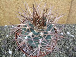 Gymnocalycium armatum, pot 10,5 cm - 12400064