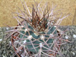 Gymnocalycium armatum, pot 10,5 cm - 12400065