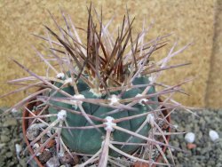 Gymnocalycium armatum, pot 10,5 cm - 12400066