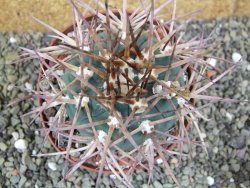 Gymnocalycium armatum, pot 10,5 cm - 12400067