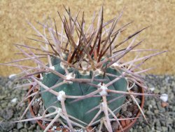 Gymnocalycium armatum, pot 10,5 cm