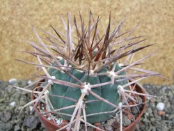 Gymnocalycium armatum, pot 10,5 cm - 12400069