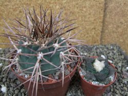 Gymnocalycium armatum, pot 10,5 cm - 12400070