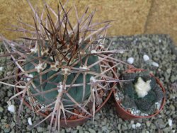 Gymnocalycium armatum, pot 10,5 cm - 12400071