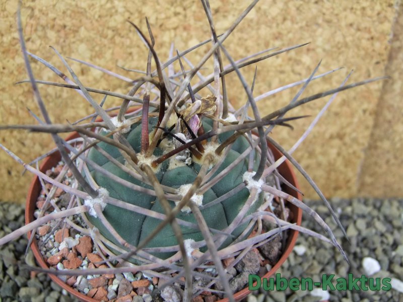 Gymnocalycium armatum, pot 10,5 cm