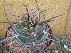 Gymnocalycium armatum, pot 10,5 cm