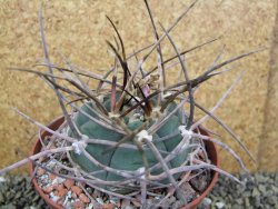 Gymnocalycium armatum, pot 10,5 cm - 12400073