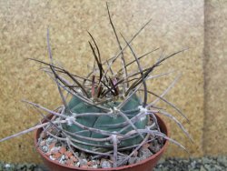 Gymnocalycium armatum, pot 10,5 cm - 12400074