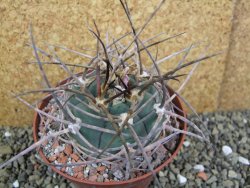 Gymnocalycium armatum, pot 10,5 cm - 12400075