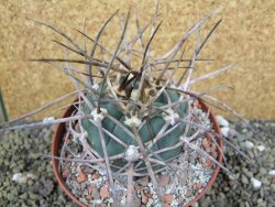 Gymnocalycium armatum, pot 10,5 cm - 12400076