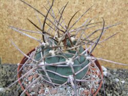 Gymnocalycium armatum, pot 10,5 cm - 12400077