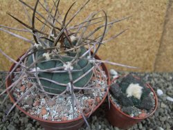 Gymnocalycium armatum, pot 10,5 cm - 12400078