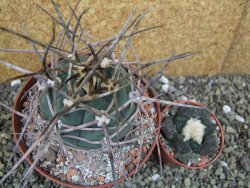 Gymnocalycium armatum, pot 10,5 cm - 12400079