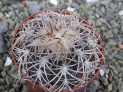 Gymnocalycium spegazzinii punillaense Tom 06-81/1 El Obelisco, pot 6,5 cm - 12400080