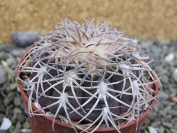 Gymnocalycium spegazzinii punillaense Tom 06-81/1 El Obelisco, pot 6,5 cm