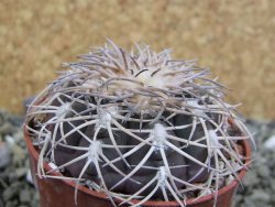 Gymnocalycium spegazzinii punillaense Tom 06-81/1 El Obelisco, pot 6,5 cm - 12400082