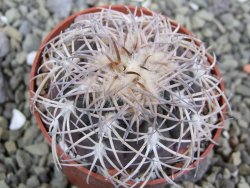 Gymnocalycium spegazzinii punillaense Tom 06-81/1 El Obelisco, pot 6,5 cm - 12400083