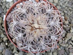 Gymnocalycium spegazzinii punillaense Tom 06-81/1 El Obelisco, pot 6,5 cm - 12400084