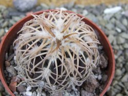 Gymnocalycium spegazzinii punillaense Tom 06-81/1 El Obelisco, pot 6,5 cm