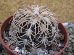 Gymnocalycium spegazzinii punillaense Tom 06-81/1 El Obelisco, pot 6,5 cm - 12400086